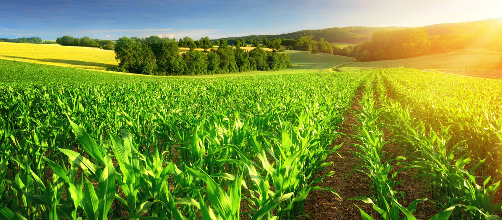 aaa